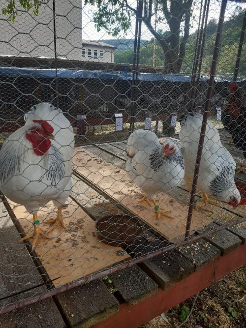 Okresná výstava zvierat